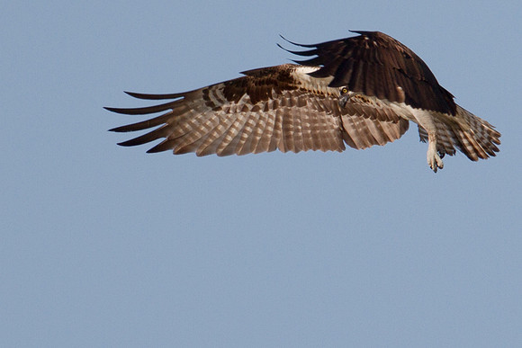 Osprey