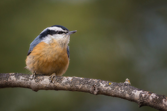 Red-breasted Nuthatch