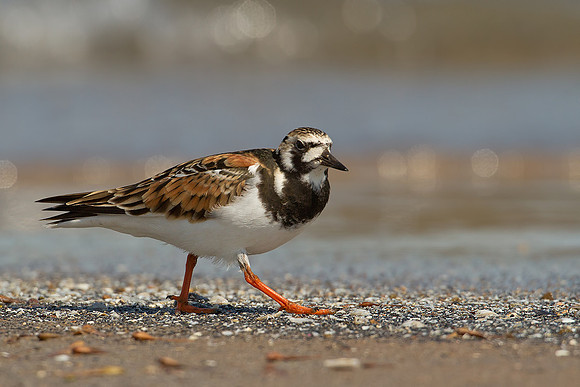 Ruddy Turnstone