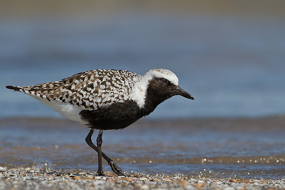 Black-bellied Plover