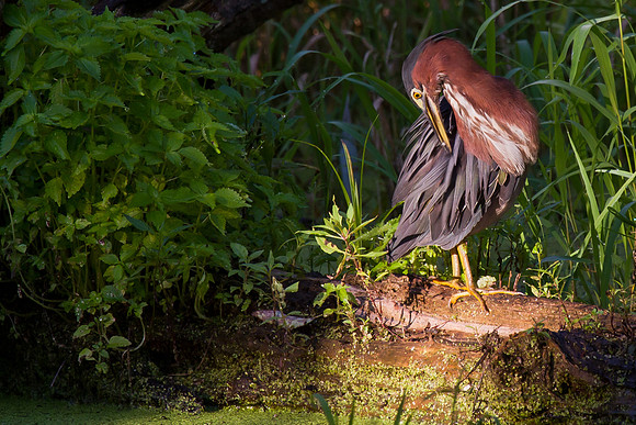 Green Heron