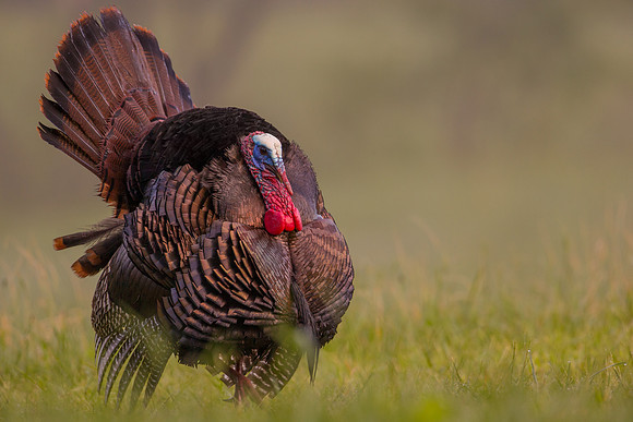 Turkey
