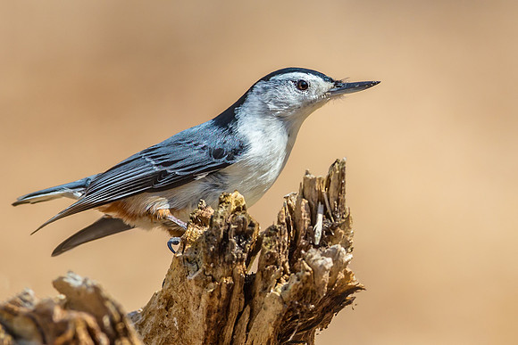 White-breasted Nuthatch