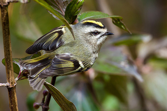 Golden-crowned Kinglet