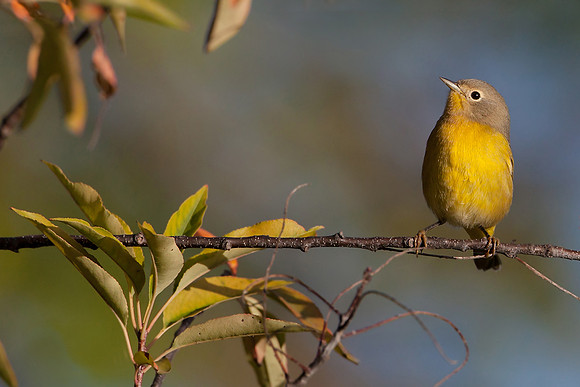 Nashville Warbler