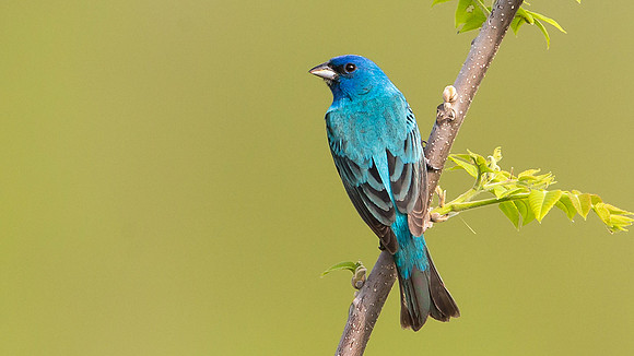 Indigo Bunting