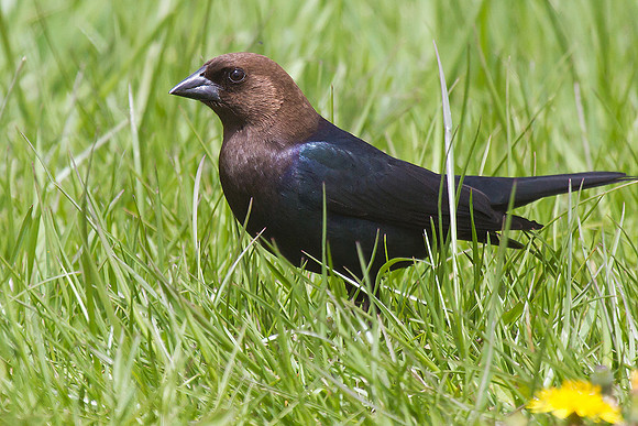 Brown-headed Cowbird