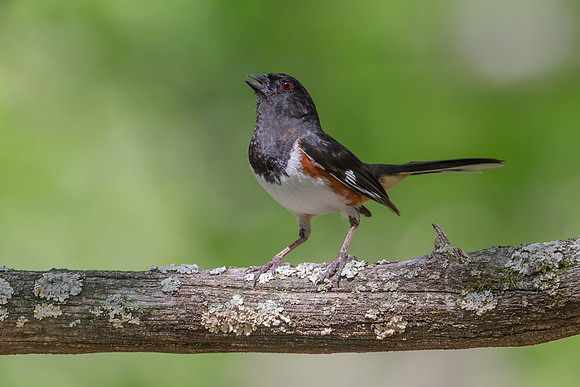 Eastern Towhee