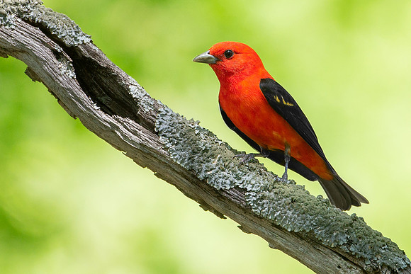 Scarlet Tanager