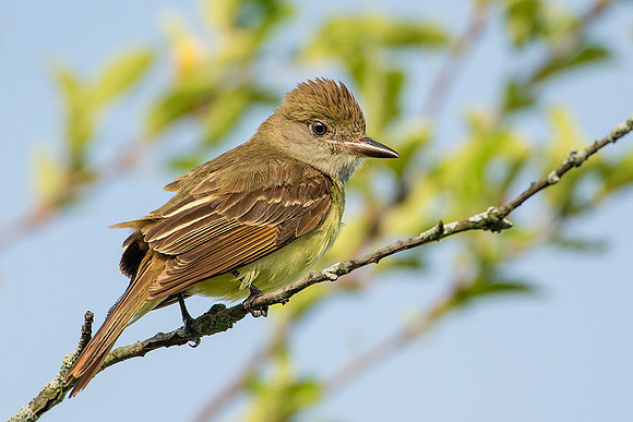 Great Crested Flycatcher