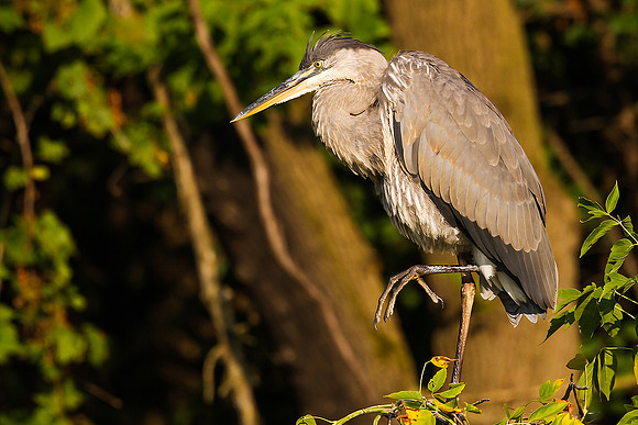 Great Blue Heron