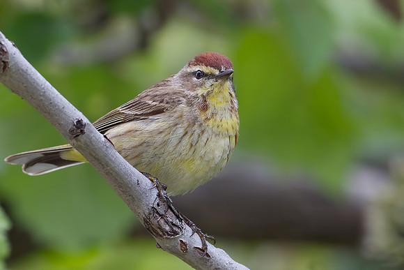 Palm Warbler