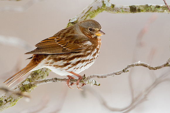 Fox Sparrow