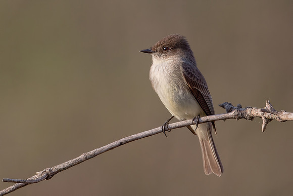 Eastern Phoebe