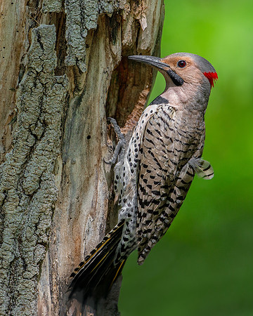 Northern Flicker