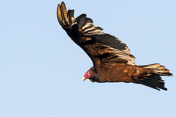 Turkey Vulture