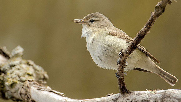 Warbling Verio