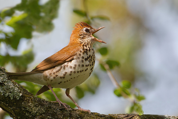 Wood Thrush