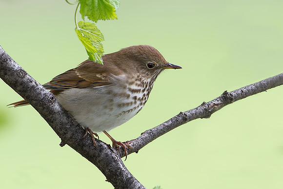 Hermit Thrush