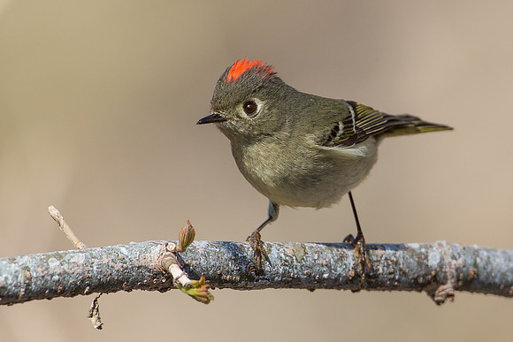 Ruby-crowned Kinglet