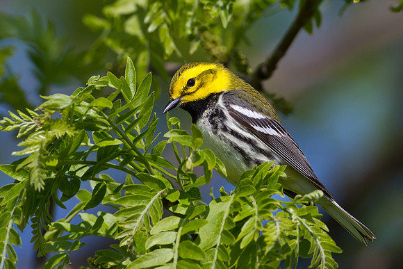 Black-throated Green Warbler