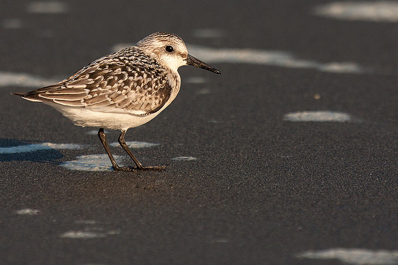 Sanderling