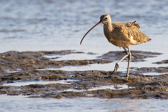 Long-billed Curlew