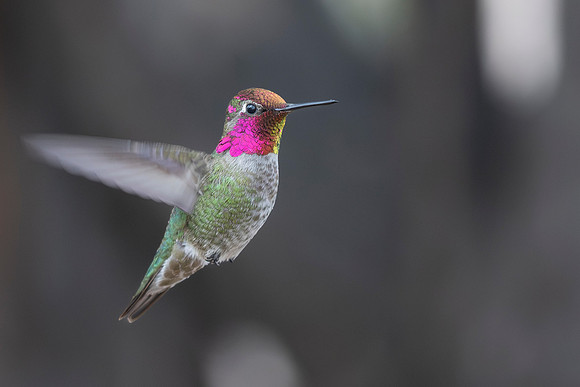 Anna's Hummingbird