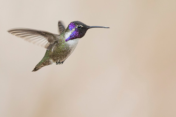 Costa's Hummingbird