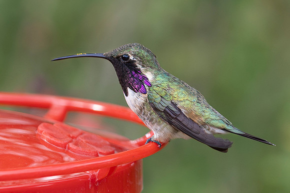 Lucifer Hummingbird