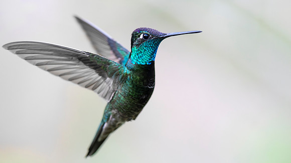 Rivoli's Hummingbird