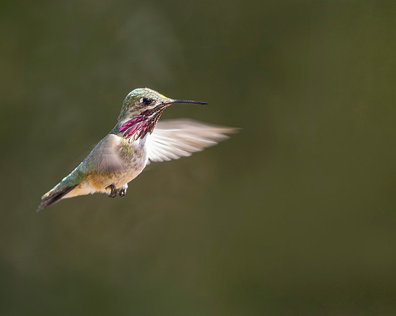 Calliope Hummingbird