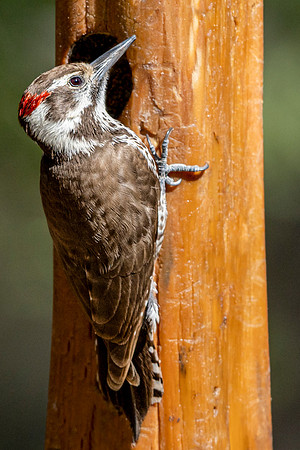 Arizona Woodpecker