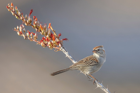Rufous-winged Sparrow