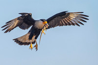 Caracara