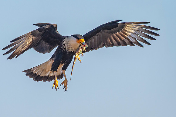Caracara
