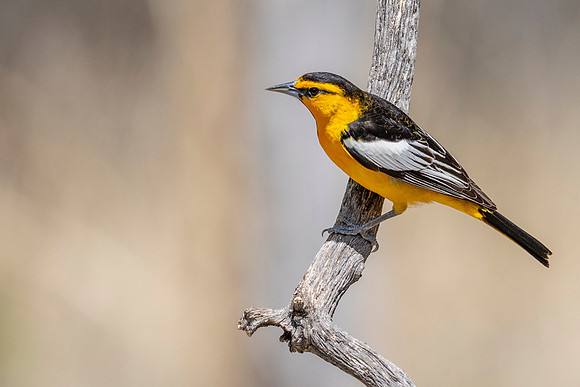 Bullock's Oriole