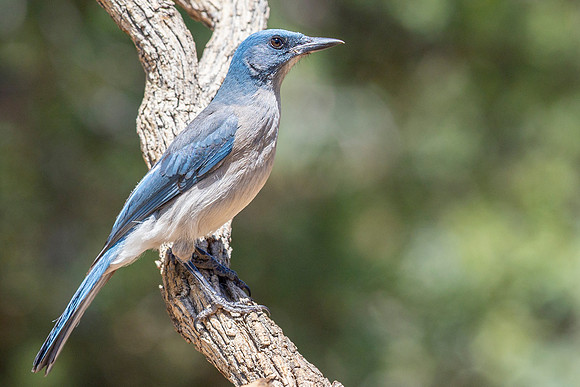 Mexican Jay