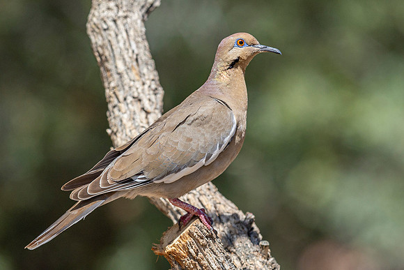 White-Winged Dove