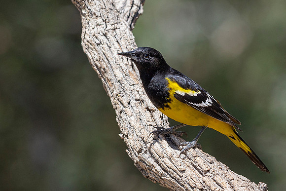 Scott's Oriole