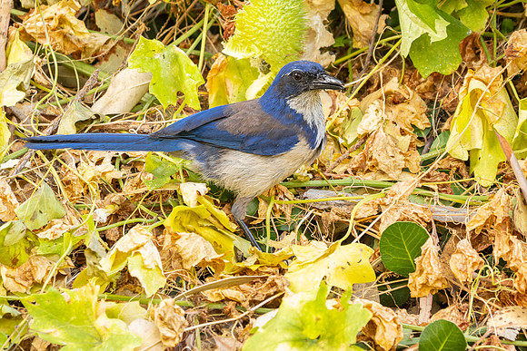 Island Jay