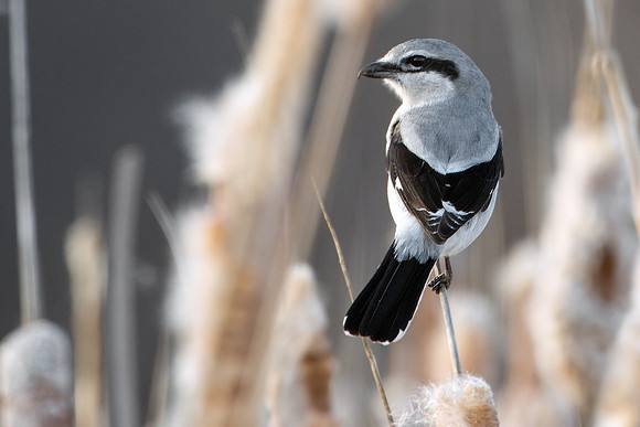 Northern Shrike