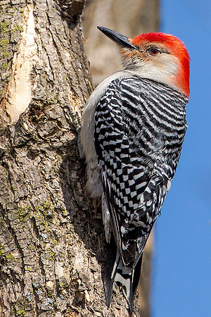 Red-bellied Woodpecker