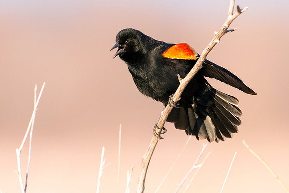 Red-winged Blackbird