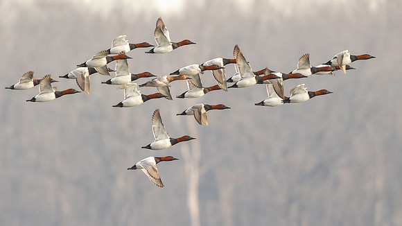 Canvasback