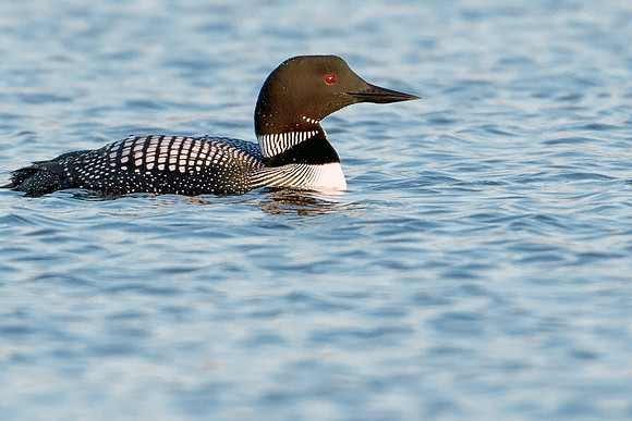 Common Loon