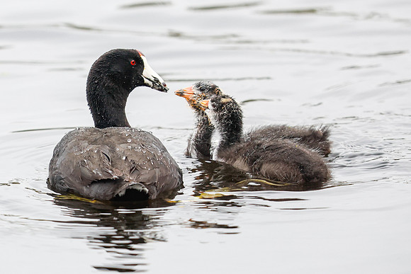 American Coot