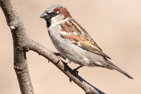 House Sparrow