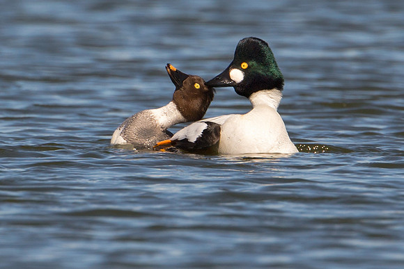 Common Goldeneye