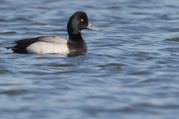 Lesser Scaup